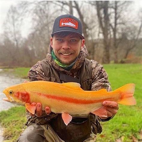 Check out the great looking Palomino trout @a_b_c_outdoors caught this past week. Do you have ...