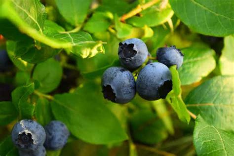 Compound found in berries and red wine can rejuvenate cells, suggests new study