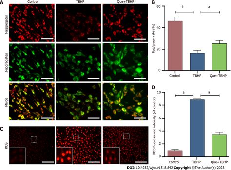 Mitochondrial membrane potential assay and reactive oxygen species... | Download Scientific Diagram