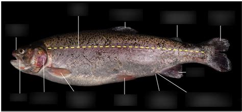 Fish Anatomy: External anatomy: trunk and tail Diagram | Quizlet