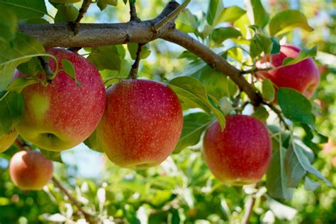 Apple Orchard In Stillwater MN: 5 Amazing Places To Visit