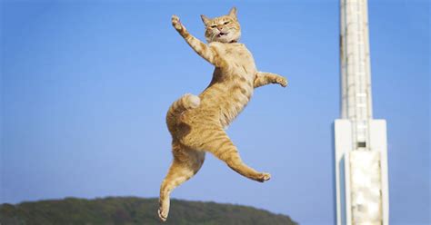 Cat Dance Party Meme - I want to moveto