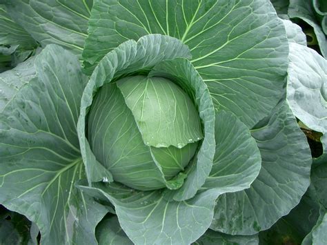 cabbage Free Photo Download | FreeImages