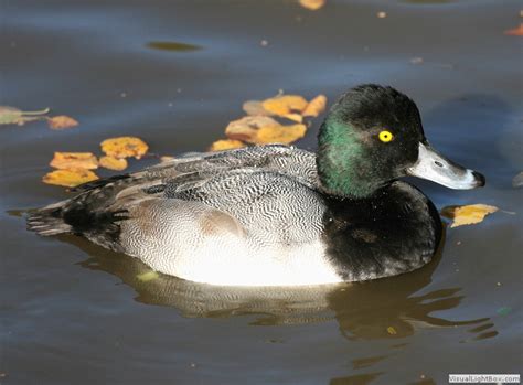 Identify Lesser Scaup - Wildfowl Photography.