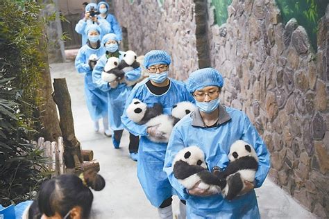 Chengdu Research Base of Giant Panda Breeding, or simply Chengdu Panda ...