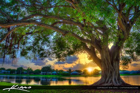 Sunset Under Banyan Tree at Lake PBG Florida