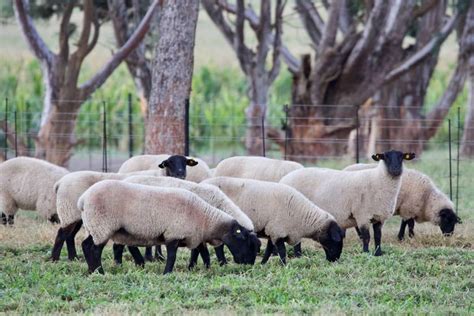 Suffolk Sheep Breeders - Hatari Farming