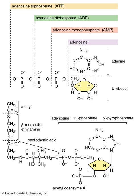 Coenzyme A Synthesis