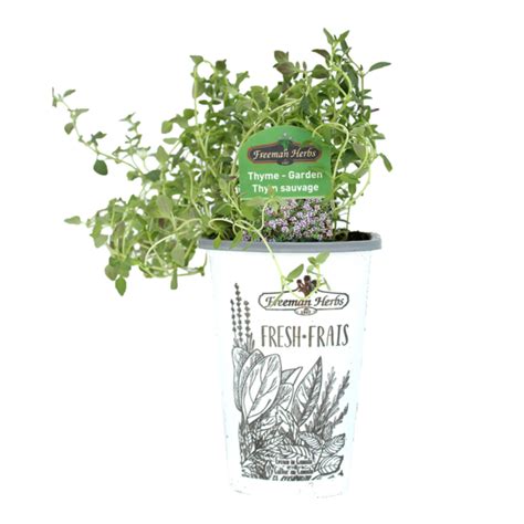 Thyme - Garden (4" pot) - TERRA Greenhouses