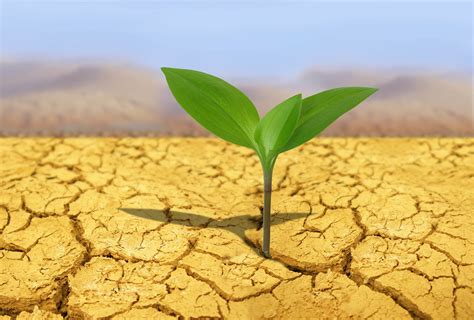 Microbes help plants survive severe drought - Earth.com