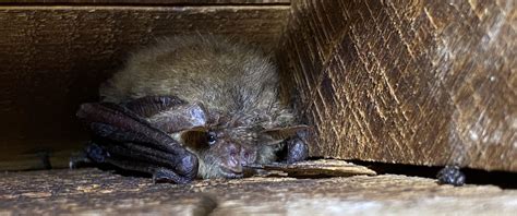 Bat roost creation – BAE Systems Bridgwater | Darwin Ecology