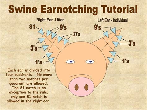 Pig Ear Notch Chart