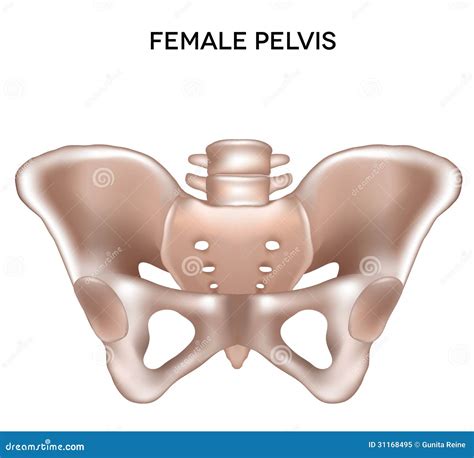 Female Pelvis Royalty Free Stock Photo - Image: 31168495