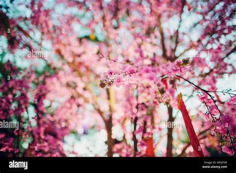 cherry blossoms for chinese new year vietnam Stock Photo - Alamy