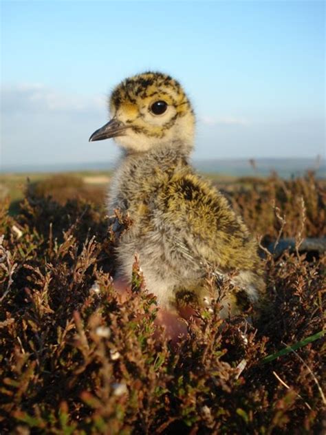 Golden Plover chicks | Blog | Foxglove Covert Local Nature Reserve