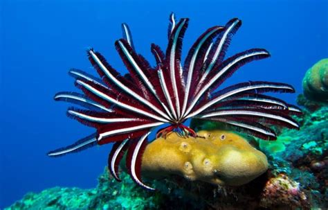 Crinoids: The Weird World Of Feather Stars & Sea Lilies