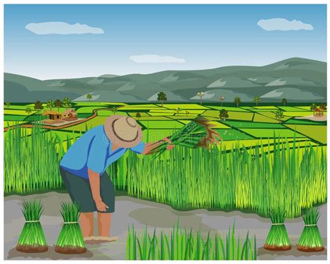 Paddy Field Stock Illustrations – 10,674 Paddy Field Stock ...