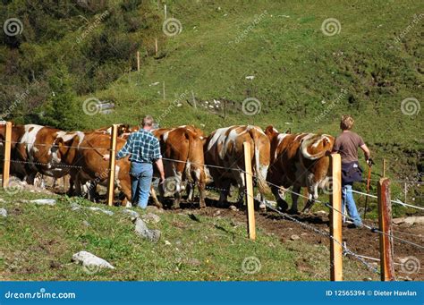 Herding Cows Stock Images - Image: 12565394