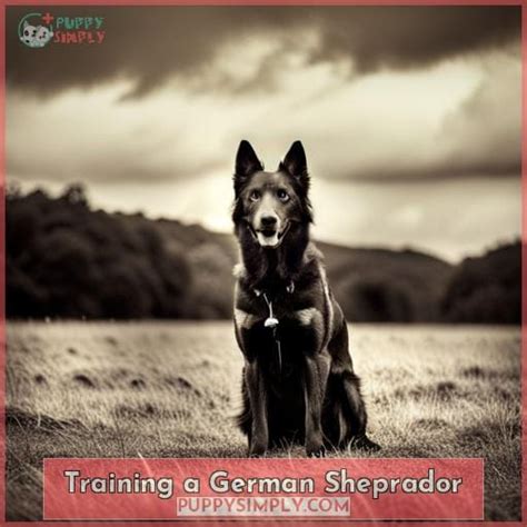 German Sheprador Mixes: A Complete Breed Guide to the Loyal Labrashepherd