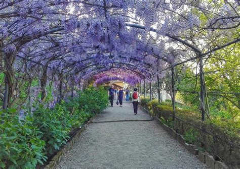 Bardini Gardens and wisteria in bloom. Spring in Florence at its best ...