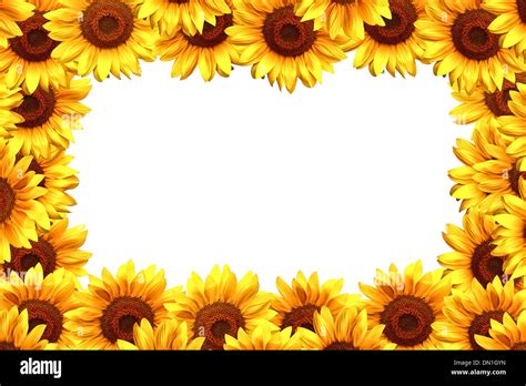 Beautiful sunflower border frame with copy space for text Stock Photo - Alamy