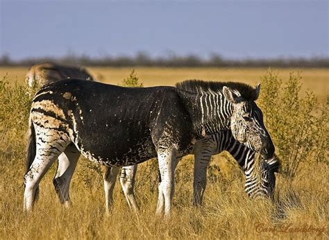 TrekNature | My 50th - Etosha's Black Zebra Photo | Albino animals, Melanistic animals, Rare animals