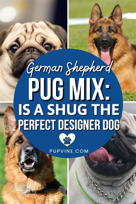 German shepherd pug mix is a shug the perfect designer dog – Artofit