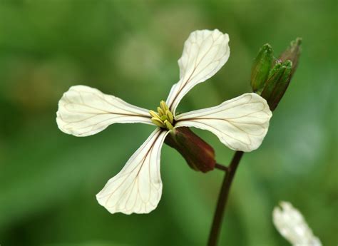 Arugula Facts, Health Benefits and Nutritional Value