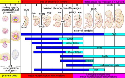 Fetal Development Timeline