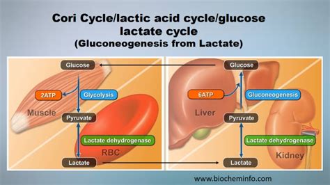 Cori Cycle/lactic acid cycle/glucose lactate cycle(Gluconeogenesis from Lactate) | Online ...