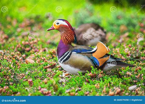 Male Mandarin duck stock photo. Image of bill, color - 260079598