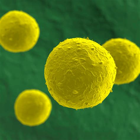 Stem Cell Therapy In Cancer Treatment