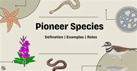 What Is A Pioneer Species? Examples And Its Role