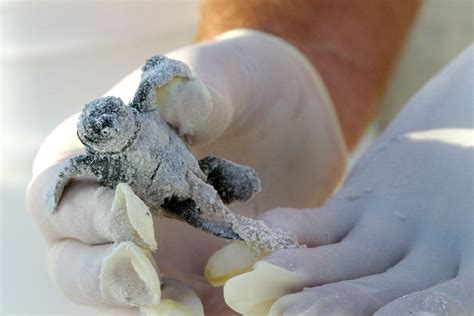 Anna Maria Island Turtle Watch - Bradenton Gulf Islands - Anna Maria Island - Florida Beach ...