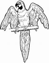 Coloring Flies Away And Wings  ClipArt Best sketch template