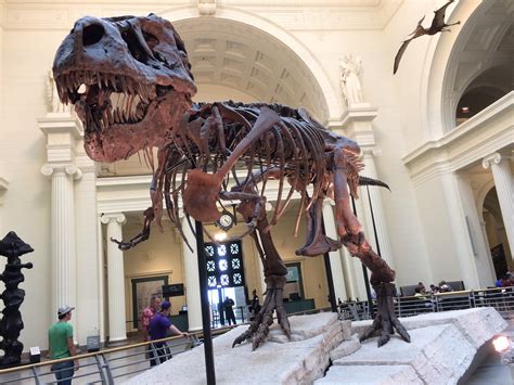 Sue, The World's Largest, most complete T-Rex Fossil - Eclectic Emissary