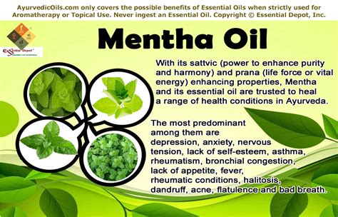 Ayurvedic health benefits of Mentha oil | Essential Oil