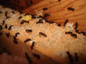 Aacute Pest Control - Carpenter Ant Pictures