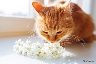 7 Causes of Cat Sneezing - Town & Country Veterinary Clinic | Boarding ...