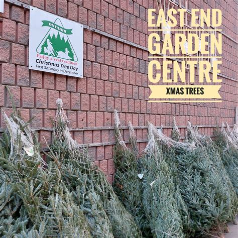 Happy Christmas Tree Day! Like... - East End Garden Centre