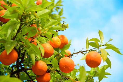 How to Grow Oranges in a Home Garden -- Harvest to Table