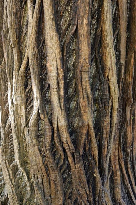 Old Sweet Chestnut Castanea Sativa Tree Stock Photo - Image of sativa, bark: 84255964