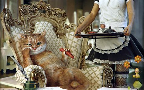 10 Spoiled Cats That Probably Have A Fancier Life Than You Do | REALITYPOD