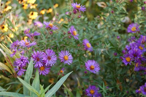 An Astonishing Variety of (Mostly) Wild Asters – gardeninacity