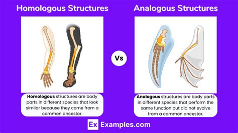 Homologous vs Analogous Structures - Difference Explained With Examples