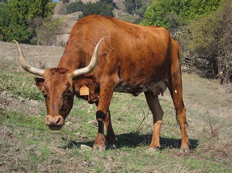 CORRIENTE CATTLE - PART OF BUCKING BULL HISTORY - Bucking Stock Talk ...