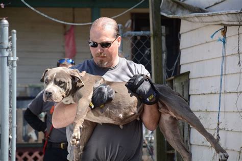 UPDATE: Quad City Dog Fighting Ring Bust - LIFE WITH DOGS