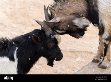 Fighting with horns hi-res stock photography and images - Alamy