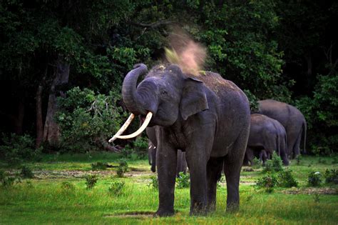 Yala National Park is the most visited and second largest national park ...