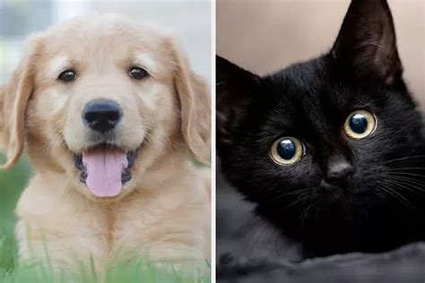 Kupas tuntas tes kepribadian Black Cat dan Golden Retriever Dog yang pengaruhi dinamika hubungan ...